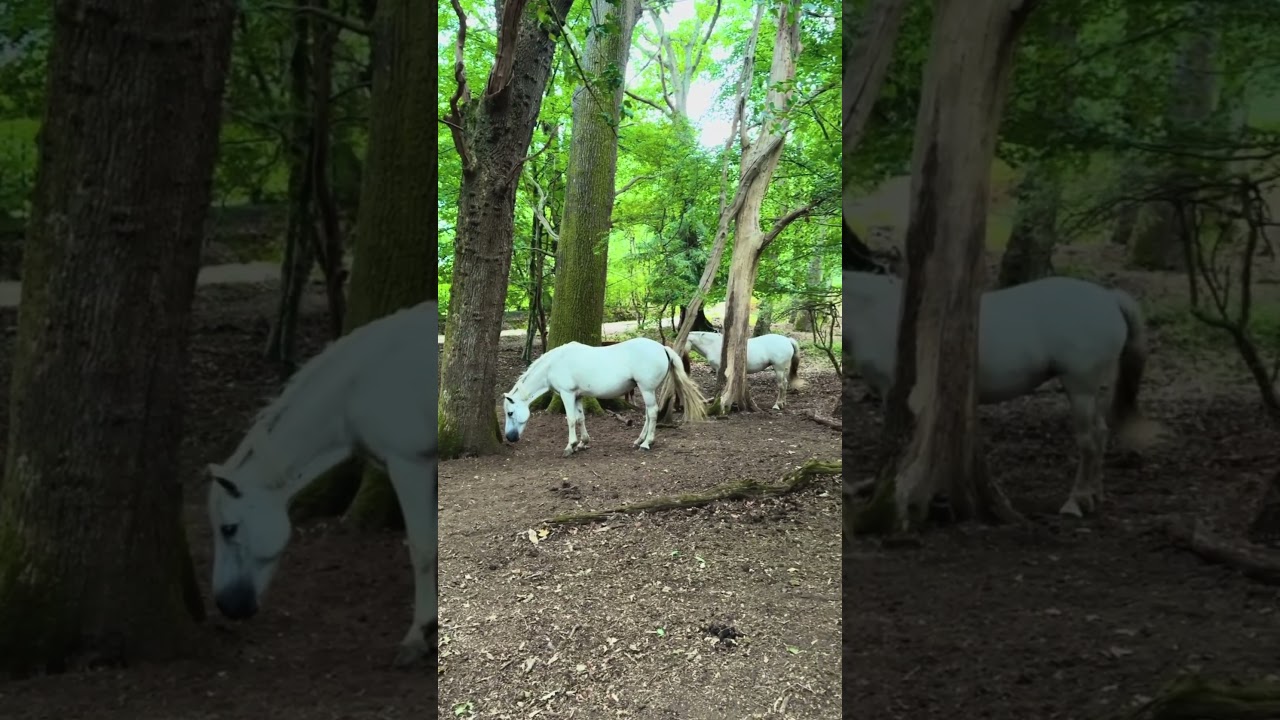 Leave no trace by New Forest Young Content Creator Sam (Shorts)