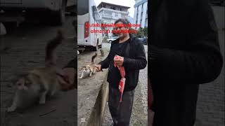 Kedi Heyecandan Elimi Yedi Yutub Kımıza Abone Olmanızı Rica