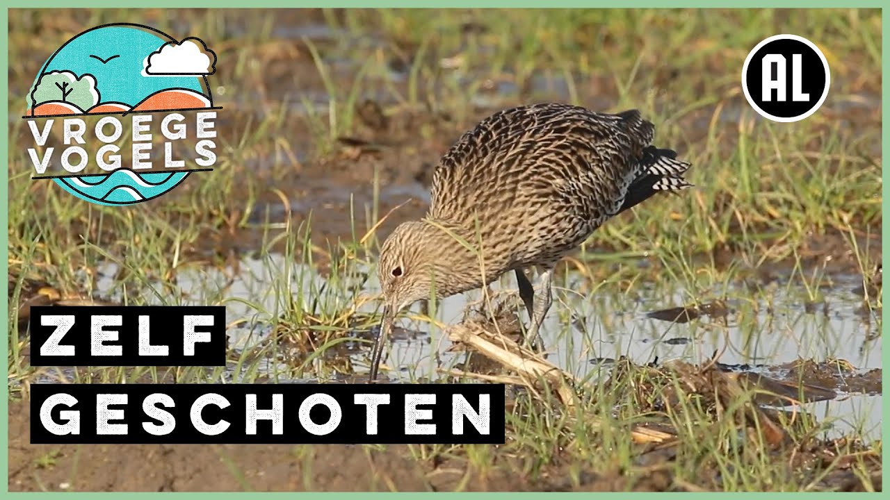 Wulp 'Scheve Sjaakie' is weer terug | Zelf Geschoten | Vroege Vogels
