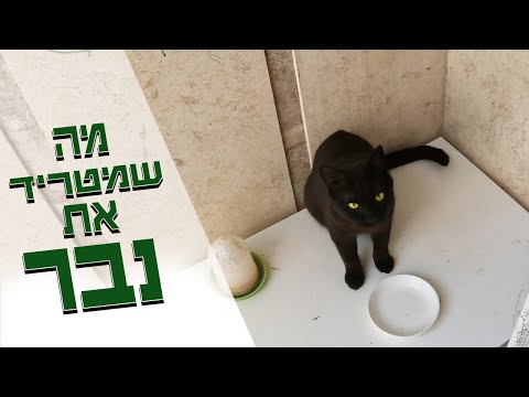 נבר החתול שלנו במרכז הבמה - גם חולה וגם מצא לעצמו יריב בגינה