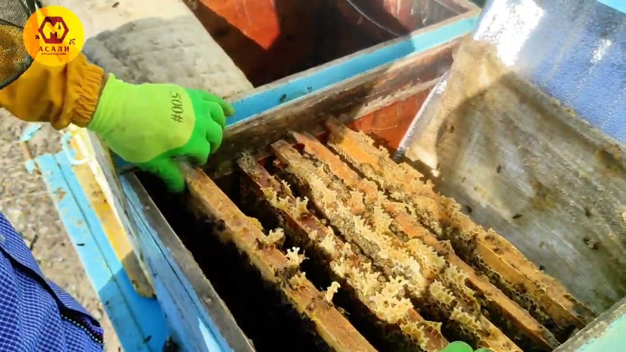 Эксперимент пчеловода: 20 дней спустя