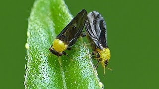Black And Yellow Bugs On A Leaf