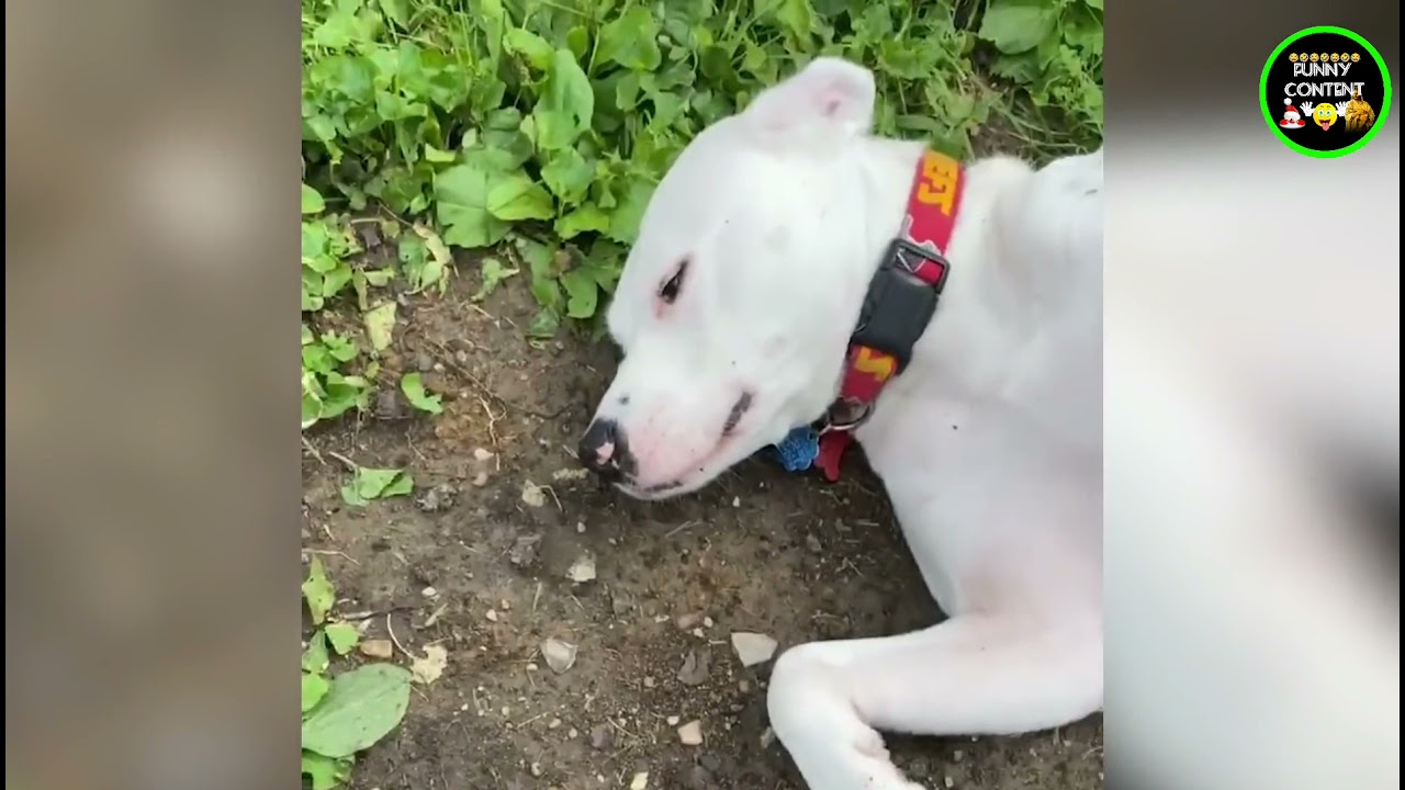 Funniest Pranks & Fails | Funny Content 2021 