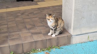 台風去った後の漁港に猫探しに行ってみる