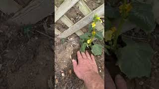 🌱how to plant pickles and peas for garden trellis #gardening #growyourownfood #nature #seeds #grow