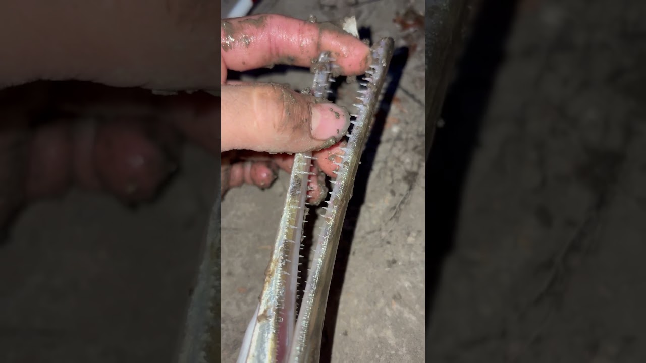 These Teeth Are Razor Sharp! 