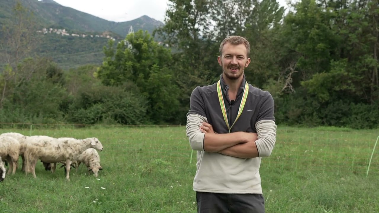 Lingua Blu, un nuovo flagello per gli allevatori piemontesi