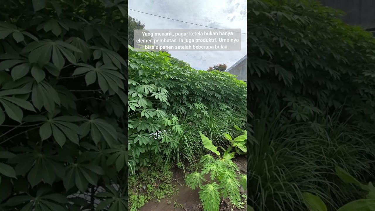 Pagar Ketela Pohon: Murah, Rimbun, dan Bisa Dipanen