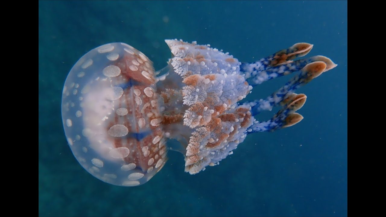 水玉模様「タコクラゲ」 褐虫藻が共生（OLYMPUS Tough TG-5） - YouTube