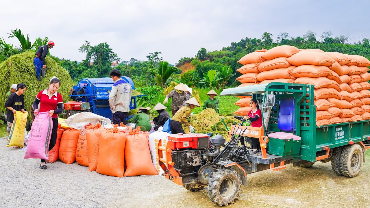 Use Trucks to Transport 1000+ Rice Harvest for Farmers, Rice Harvest Season is full of Hardship