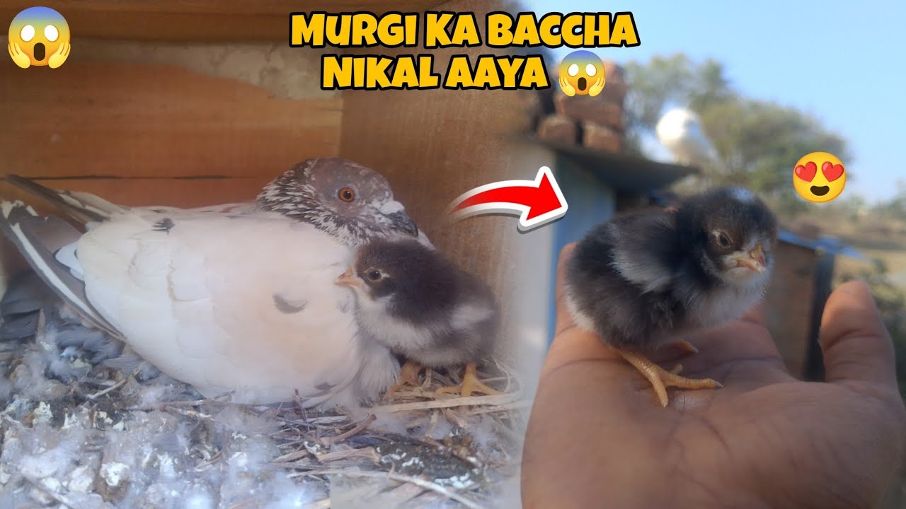 🤔 Kabutar Ke Niche Nikala Murgi Ka Baccha🕊️🐣🐤😱
