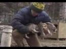 Alaskan Iditarod, The Susan Butcher Story. Emmy Wi...