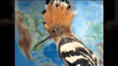 القارئ محمد ياسين العشاب.تراويح رمضان 1433