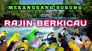 TERAPI BURUNG PAGI DAN MALAM HARI, MERANGSANG BURUNG AGAR RAJIN BERKICAU, TERAPI AIR SEMUA BURUNG