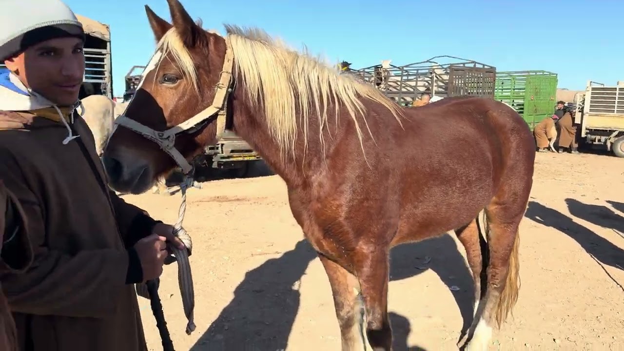 سوق الخيل في ولاية بلعباس الجزائر 26 ديسمبر 2024 برطاج خوتي والمشاركة ولجام