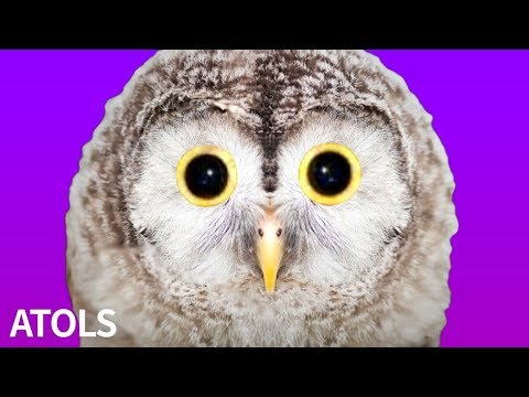 ATOLS - Owl feat. Hatsune Miku / フクロウ / 初音ミク