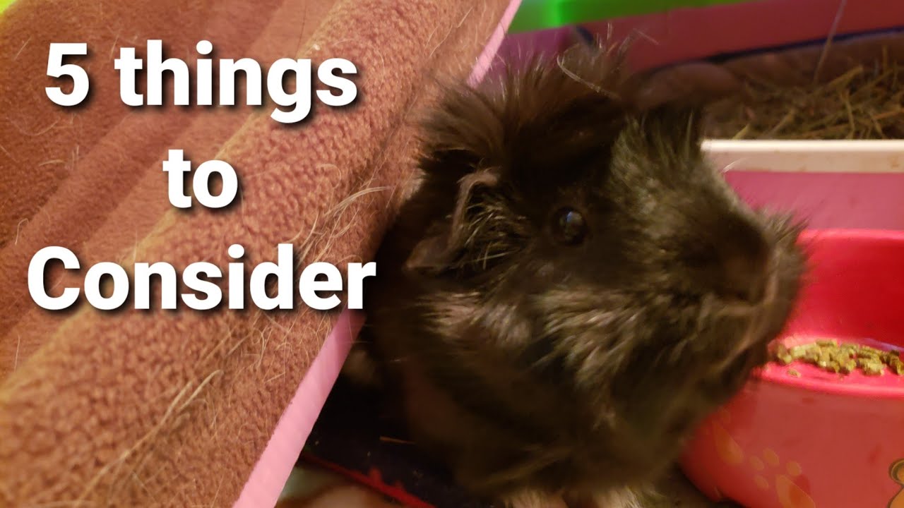 5-things-to-consider-before-getting-a-guinea-pig-guinea-pig-caf