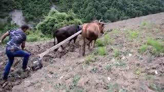 Etek Sari Sen Etekten Sarisin