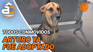 La Historia De Arturo, El Perro Que Pasó 25 Días Afuera Del Hospital Esperando A Su Dueño Que Murió