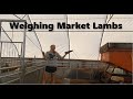 Weighing Lambs for Market