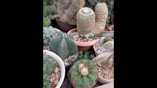 Uae Cactus Farm