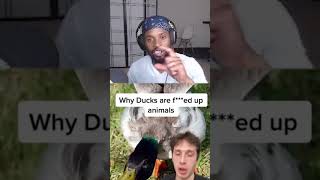 DUCKS ARE MESSED UP?