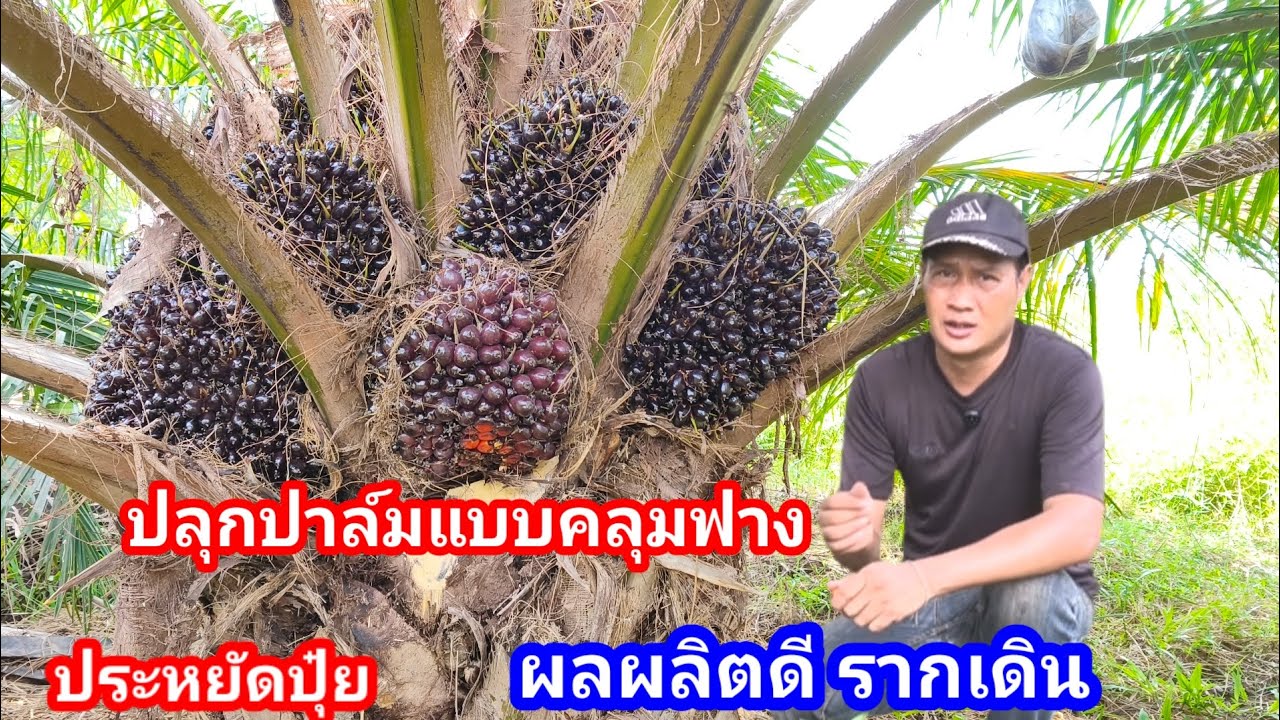 ปลูกปาล์มน้ำมัน ห่มดินด้วยฟาง ช่วยประหยัดปุ๋ยรากเดินดี ผลผลิตเยี่ยม