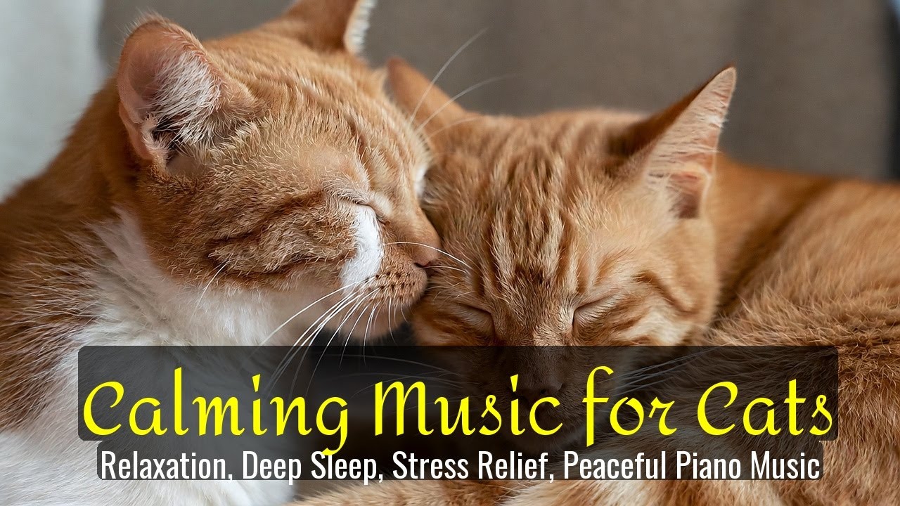LIVE Cute Sleeping Cat Video for Stress Relief and Rest 😌 | Season 62