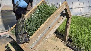 ネギ栽培【夏秋どり】丈夫な苗作りに行う剪葉作業　22/3/3