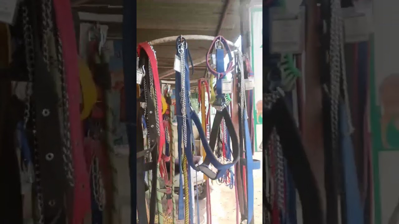 Dog accessories | pet accessories | petcare products