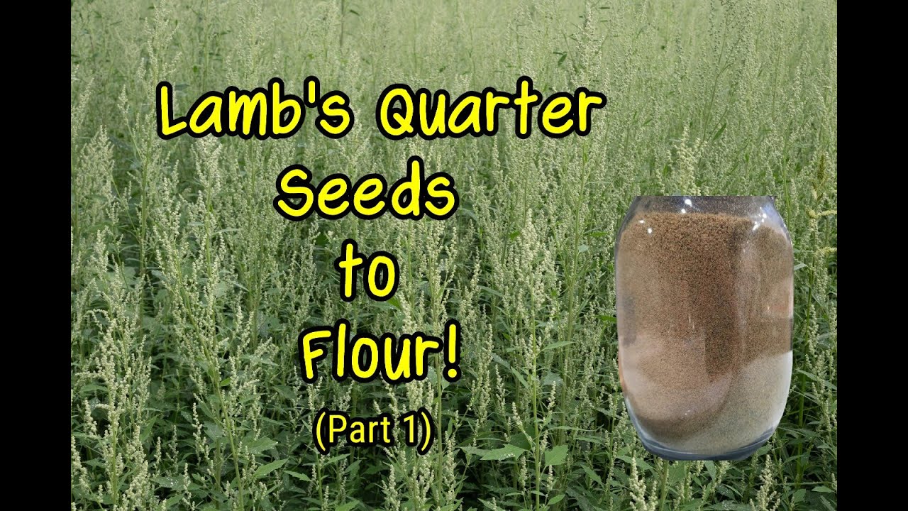 Превращаем съедобные дикие семена в съедобную дикую муку!