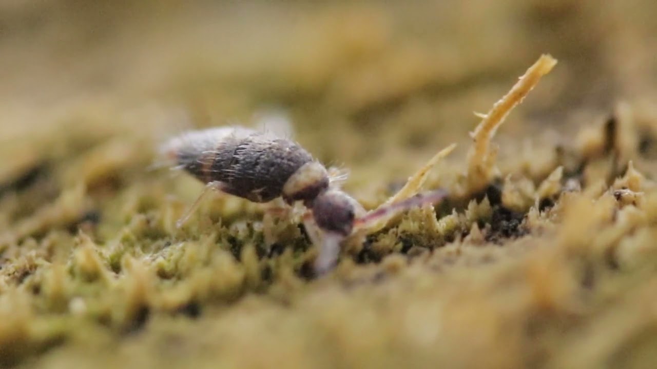 Entomobrya albocincta