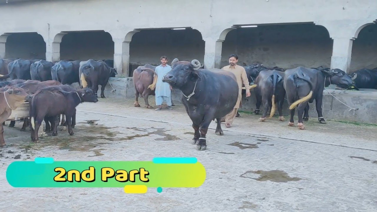 Part2Famous Dairy farm in Punjab Faisalabad Pakistan Ch Rafeeq