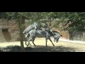 Zebras Mating at the Los Angeles Zoo