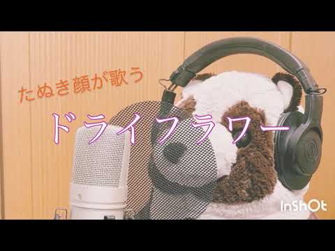 (女性キー)ドライフラワー歌ってみた(cover/たぬき顔)#ドライフラワー #優里 #歌詞