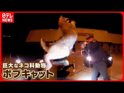 ボブキャット熱の死亡率は90%？予防の秘訣を徹底解説