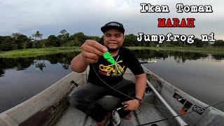 Ikan Toman MARAH GILA dengan Jumpfrog ni