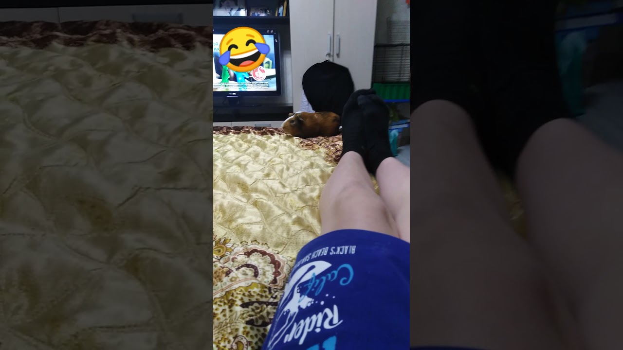 Морская свинка бежит ко мне ???? #морскаясвинка #морскаясвинкаписчит # ...