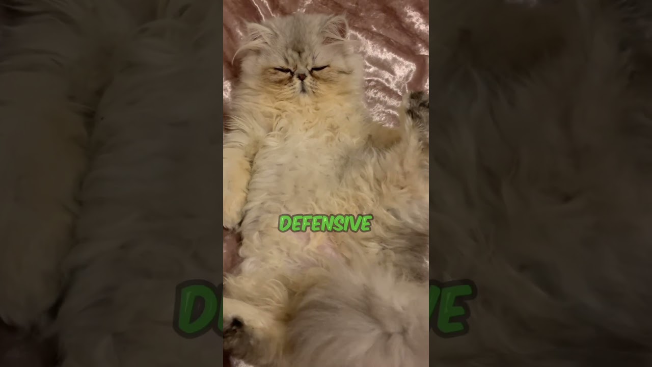 Uncovering the Hidden Trust and Sensitivity of Belly Rubs with Cats