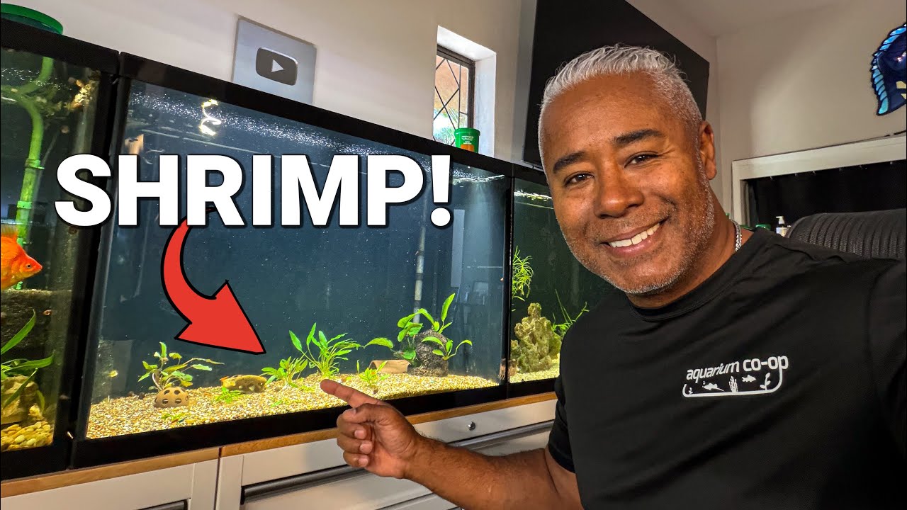 Zenzo Got 80 Shrimp for his 65 Gallon Tank