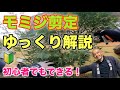 ㊗️5万回視聴【放置しないで！】夏のモミジ剪定を基本から解説！初心者でも安心して取り組める正しい枝の見極め方を丁寧にご紹介します