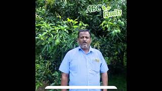 Meet Our Dedicated Farmer #abcfruits #mango #farmer #shorts