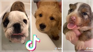 These might be the Cutest Dogs on TikTok ~ Doggos Doing Funny Things! 🥰