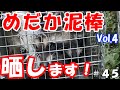 めだか泥棒晒します！Vol4【アライグマ捕獲】＃４５ ～美心めだか～