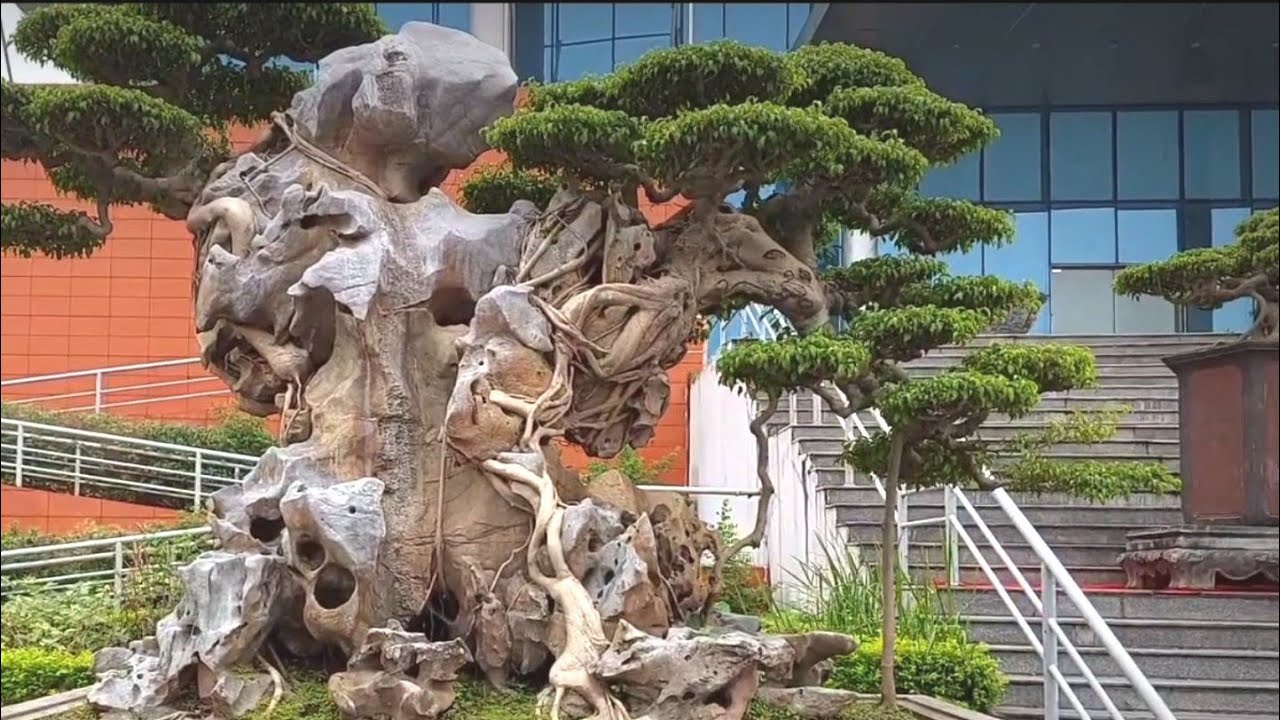 Bonsai Ficus Benjamina berkualitas