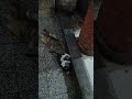 Beautiful Baby Cat Playing with Her Mother 🐱❤️