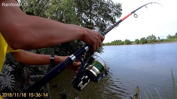 Câu cá Tra lớn sông Mekong Vietnam-Fishing for Giant Mekong Pangasius in Vietnam