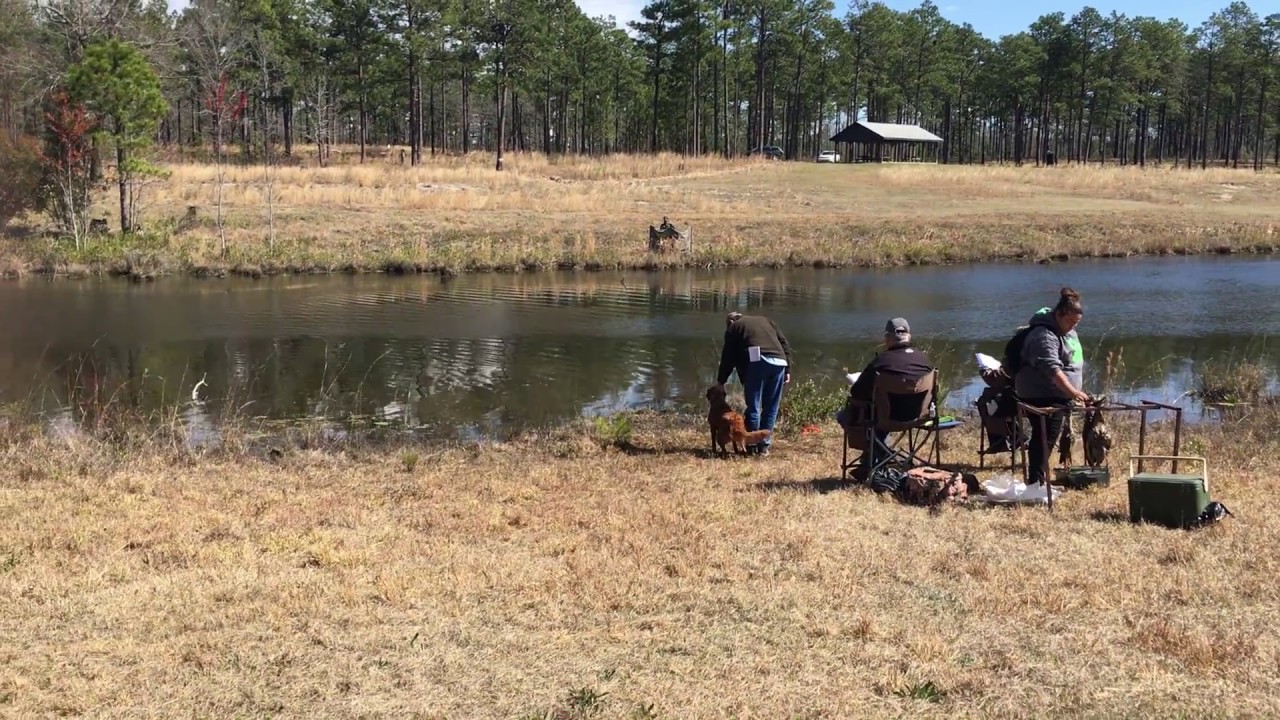 AKC Junior Hunt Test Peach YouTube AKC Junior Hunt Test Peach YouTube
