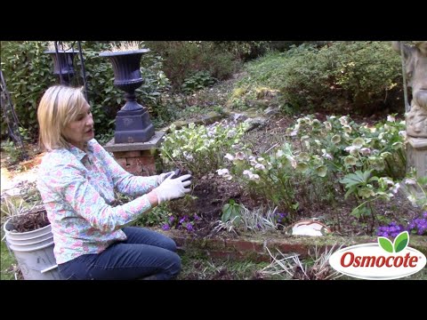 How to Separate & Replant Astilbes in Deep Shade