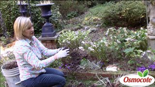 How to Separate Replant Astilbes in Deep Shade